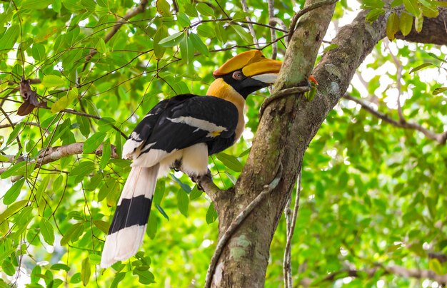 Grote neushoornvogel buceros bicornis