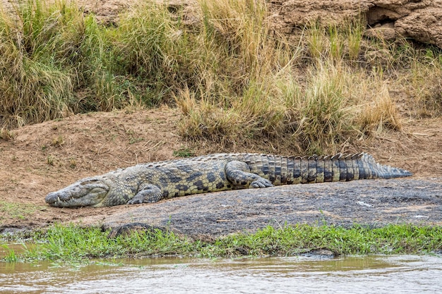 Grote Nijlkrokodil Op Rivieroever