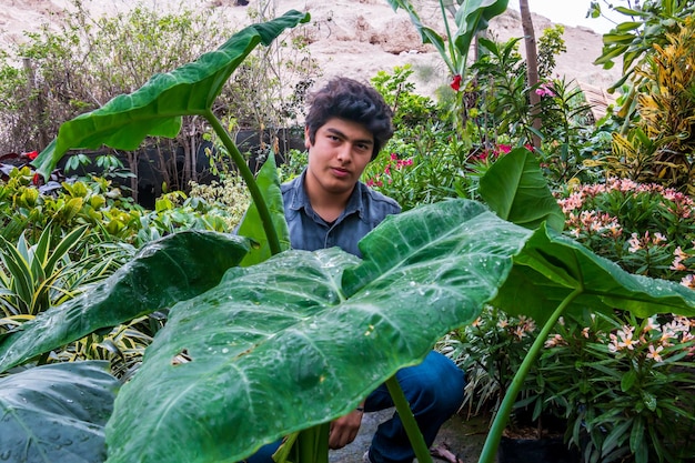 Grote ojas planten planten in een prachtige groene tuin