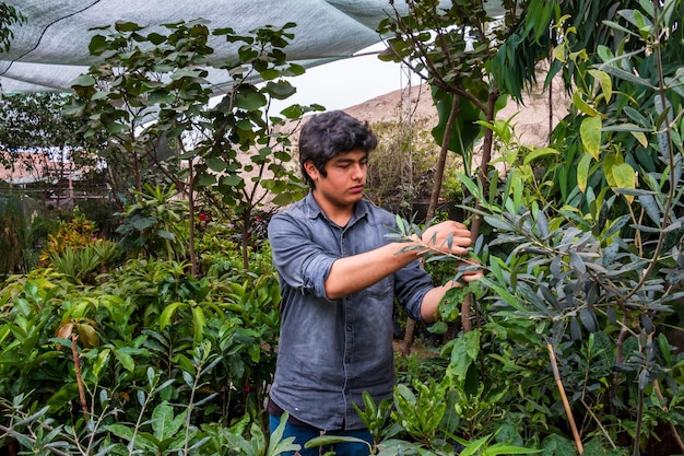 Grote ojas planten planten in een prachtige groene tuin