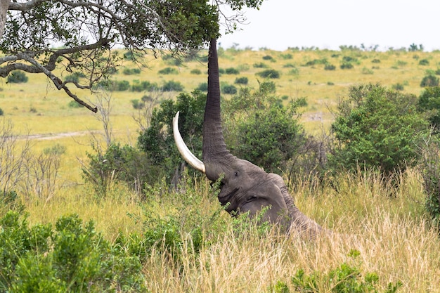 Grote olifant eet bladeren van een boom