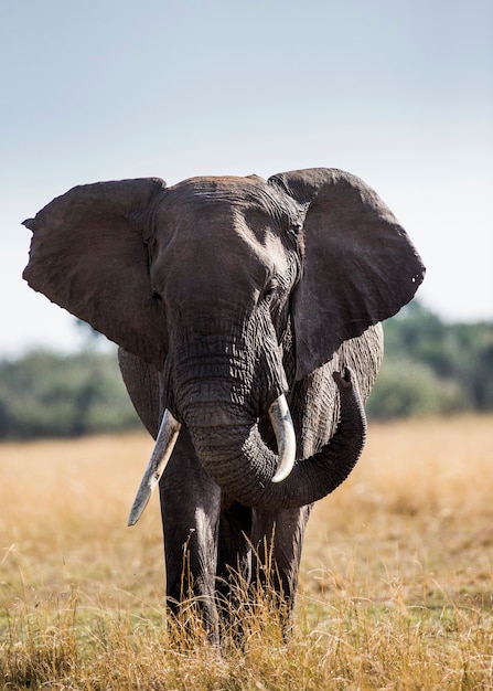 Grote olifant staat in de savanne.