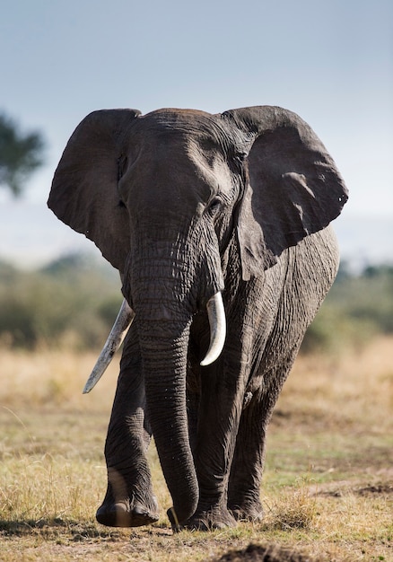 Grote olifant staat in de savanne.