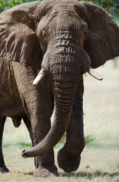 Grote olifant staat in de savanne.