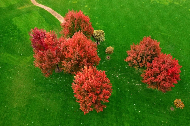 Grote oranje herfstbomen op een achtergrond van heldergroen gazon. Luchtfoto. Prachtig herfstlandschap. Stadspark.