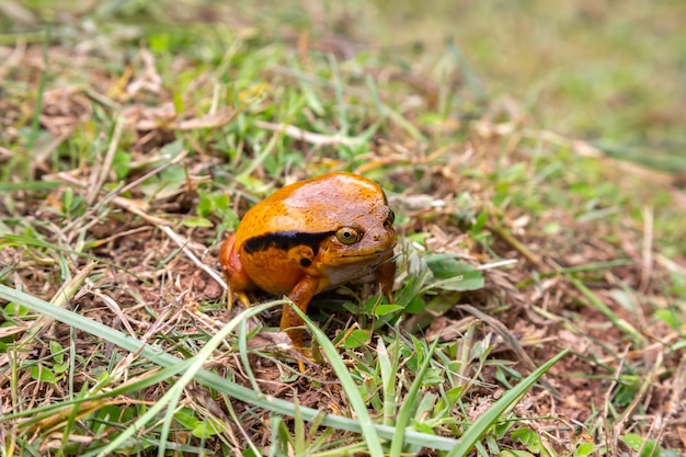 Grote oranje kikker in de natuur