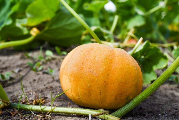 Grote oranje pompoen groeit in de tuin