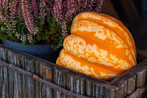 Grote oranje pompoen liggend in een houten kist