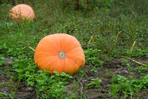 Grote oranje pompoenen die in de tuin groeien