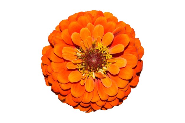 Grote oranje Zinnia-bloem die op witte achtergrond wordt geïsoleerd