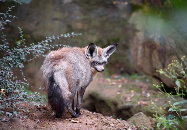 Grote oren rode vos staat over de natuur