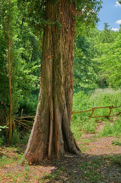 Grote oude boomstam in een bos Afgelegen bos in het voorjaar met groene grasplanten en struiken die tussen de bomen groeien Ontdekking diep in de lege bossen in een wilde en levendige natuuromgeving