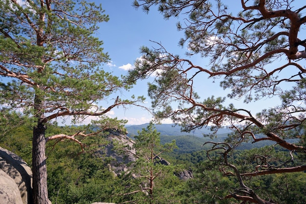 Grote oude dennenboom die groeit op de rotsachtige bergtop onder de blauwe hemel op de achtergrond van het zomergebergte