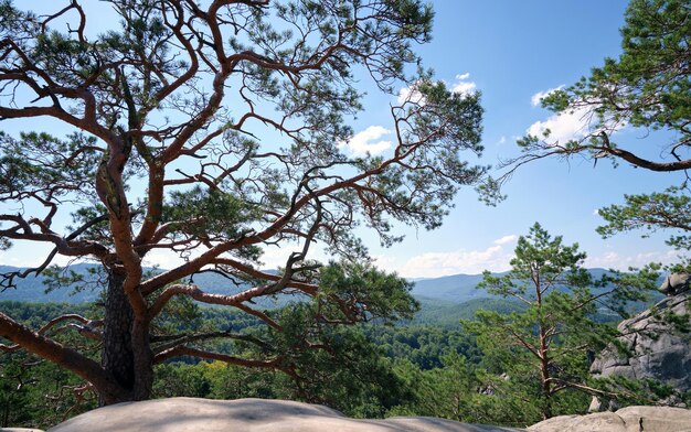 Grote oude dennenboom die groeit op de rotsachtige bergtop onder de blauwe hemel op de achtergrond van het zomergebergte