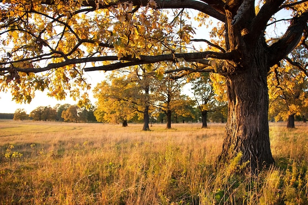 Grote oude eik in een eikenbos in de herfst