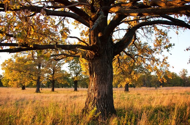 Grote oude eik in een eikenbos in de herfst