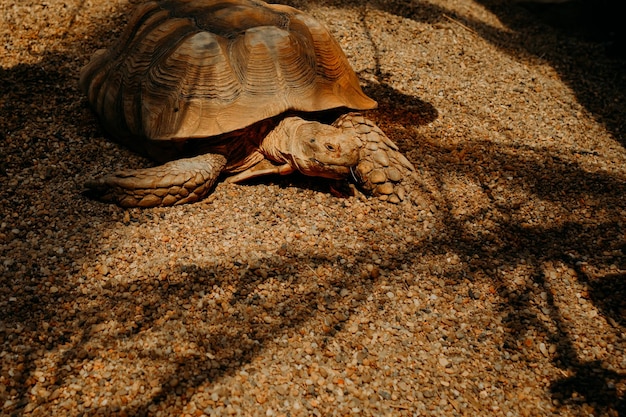 grote oude schildpad in het zand en palmbladeren