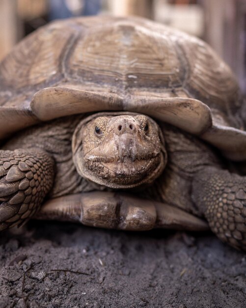 Foto grote oude schildpad op de grond