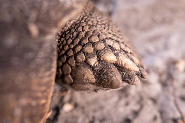 Foto grote oude schildpad op de grond