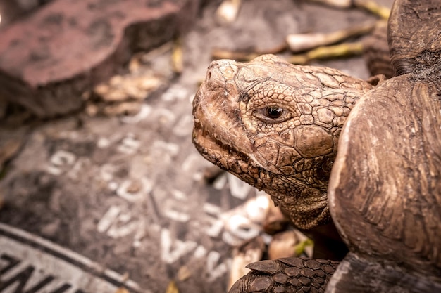 Foto grote oude schildpad op de grond