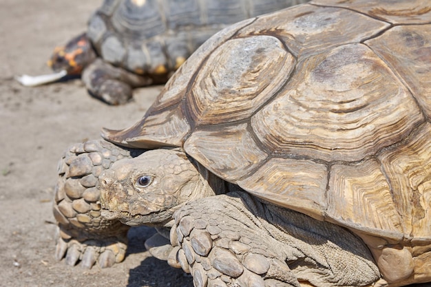 Grote oude schildpadden kruipen door de woestijn