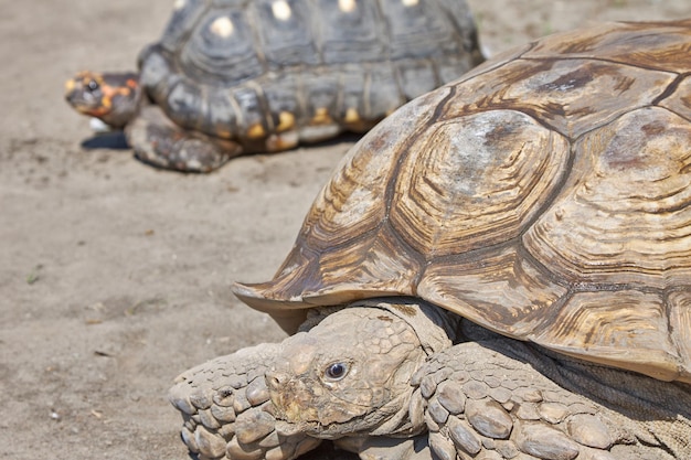 Grote oude schildpadden van verschillende soorten kruipen door de woestijn op zoek naar voedsel en water