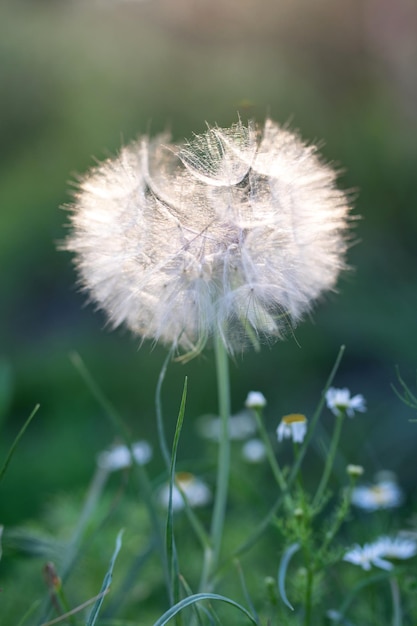 Grote paardenbloem