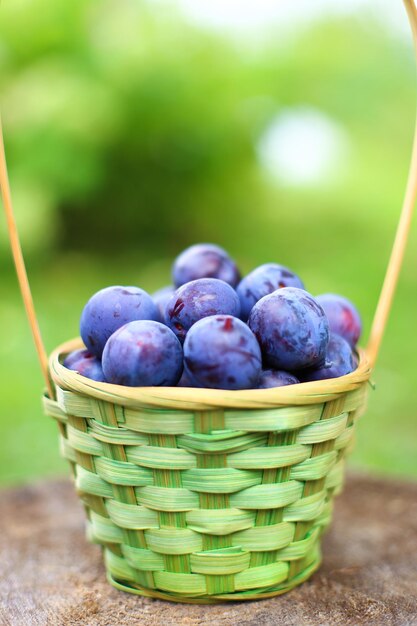 Grote paars blauwe zoete rijpe pruimen in een mooie rieten mand in de tuin tussen groene struiken en bomen Oogst rijp fruit Natuurlijke ecologische bio gezonde handgekweekte producten voor het gezin