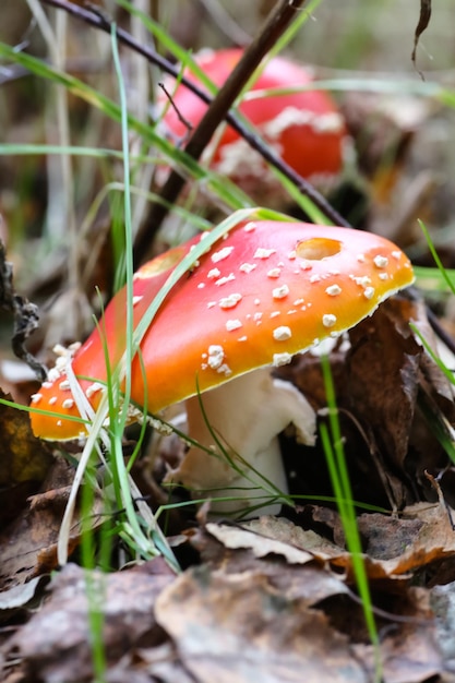 Grote paddenstoel een vliegenzwam Amanita die in het bos groeit