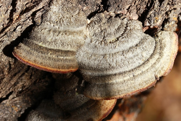 Grote paddestoel op boom