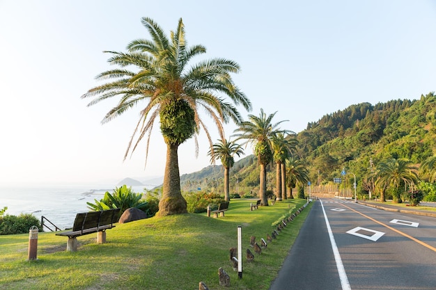 Grote palm aan de kant van de weg