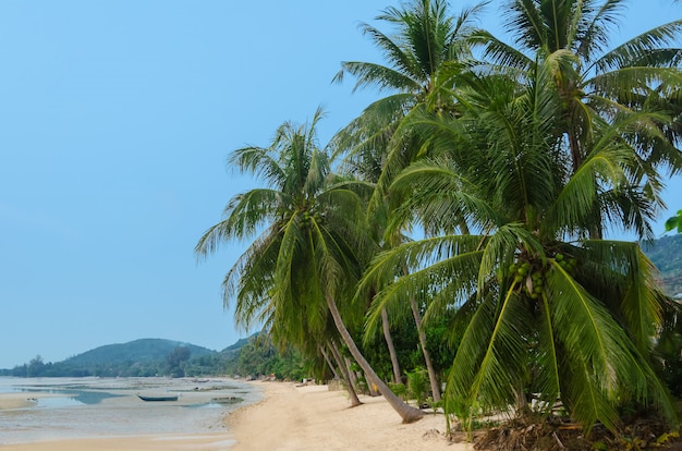 Grote palmbomen op het strand