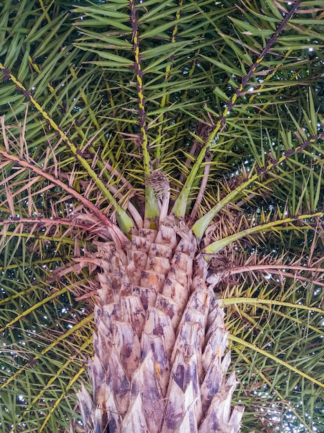 Grote palmboom in de botanische tuin