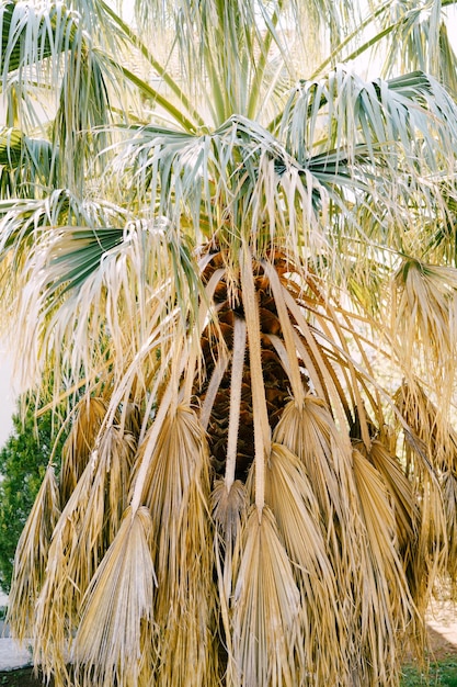 Grote palmboom met gele bladeren