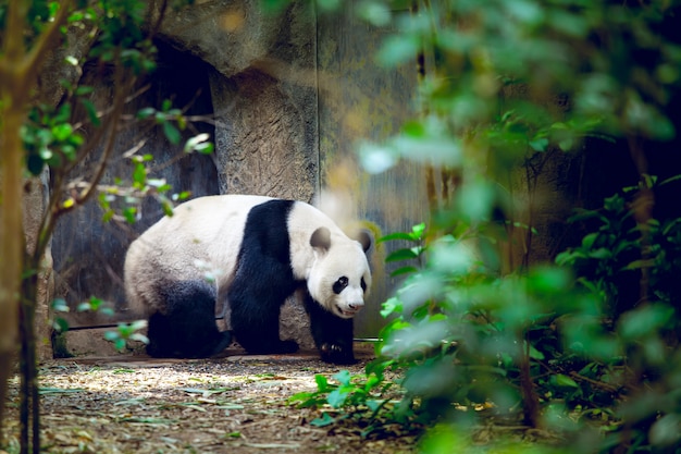 Grote panda