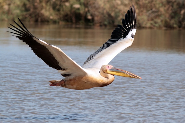 grote pelikaan die over de rivier vliegt