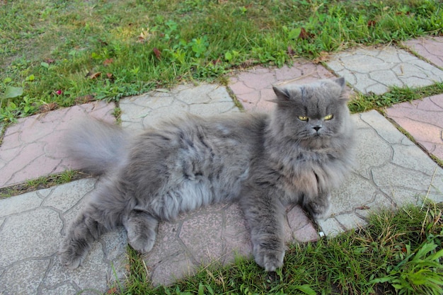 Grote Perzische kat liggend op het pad