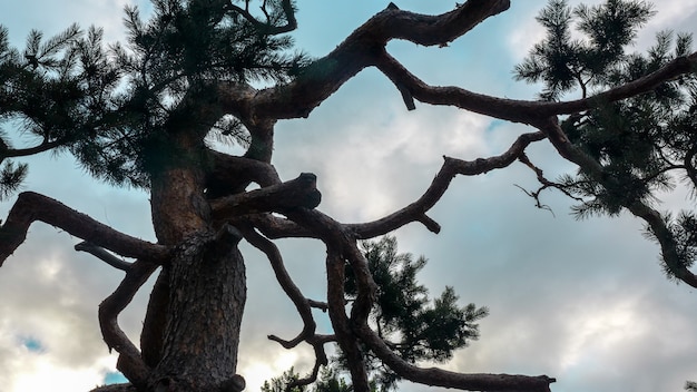 grote pijnbomen in bos op blauwe hemel