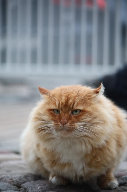 Grote pluizige dikke ontevreden rode kat op straat