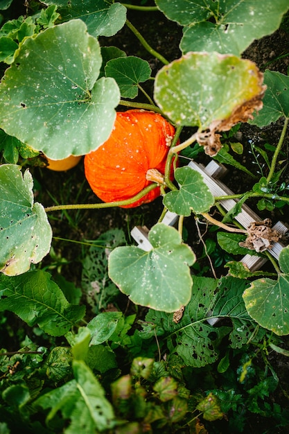 Foto grote pompoen groeit in struiken