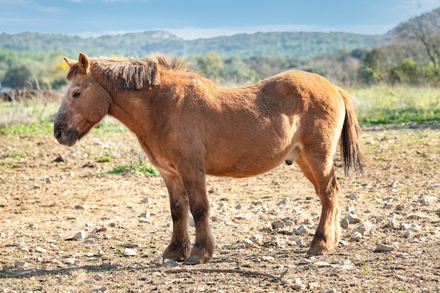 Grote pony die in een veld staat