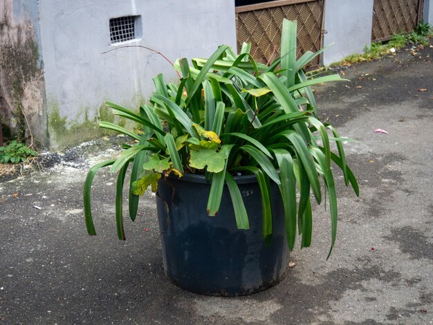 Grote potplant buiten Plant met lange smalle bladeren Tuindecoratie Vintage