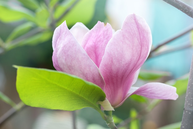 Grote prachtige magnolia