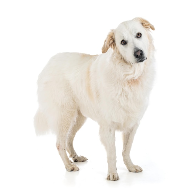 Grote Pyreneeën of Pyreneese Sennenhond op witte achtergrond