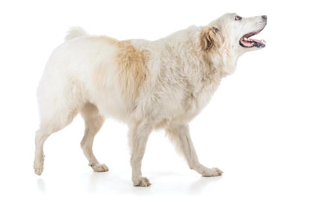Grote Pyreneeën of Pyreneese Sennenhond op witte achtergrond