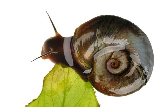 Grote ramshorn geïsoleerd