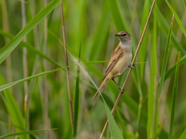 Grote Reed Warbler op het riet rond het groene gras