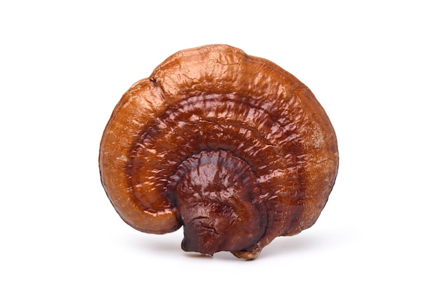 Grote reishi paddestoel (Lingzhi) geïsoleerd op een witte achtergrond. uitknippad.