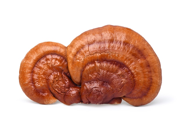 Grote reishi paddestoel (Lingzhi) geïsoleerd op een witte achtergrond. uitknippad.