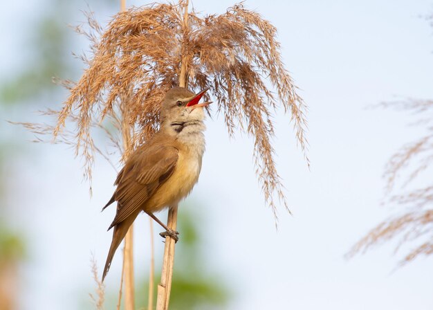 Foto grote rietzanger acrocephalus arundinaceus de vogel zit op een rietstengel en zingt